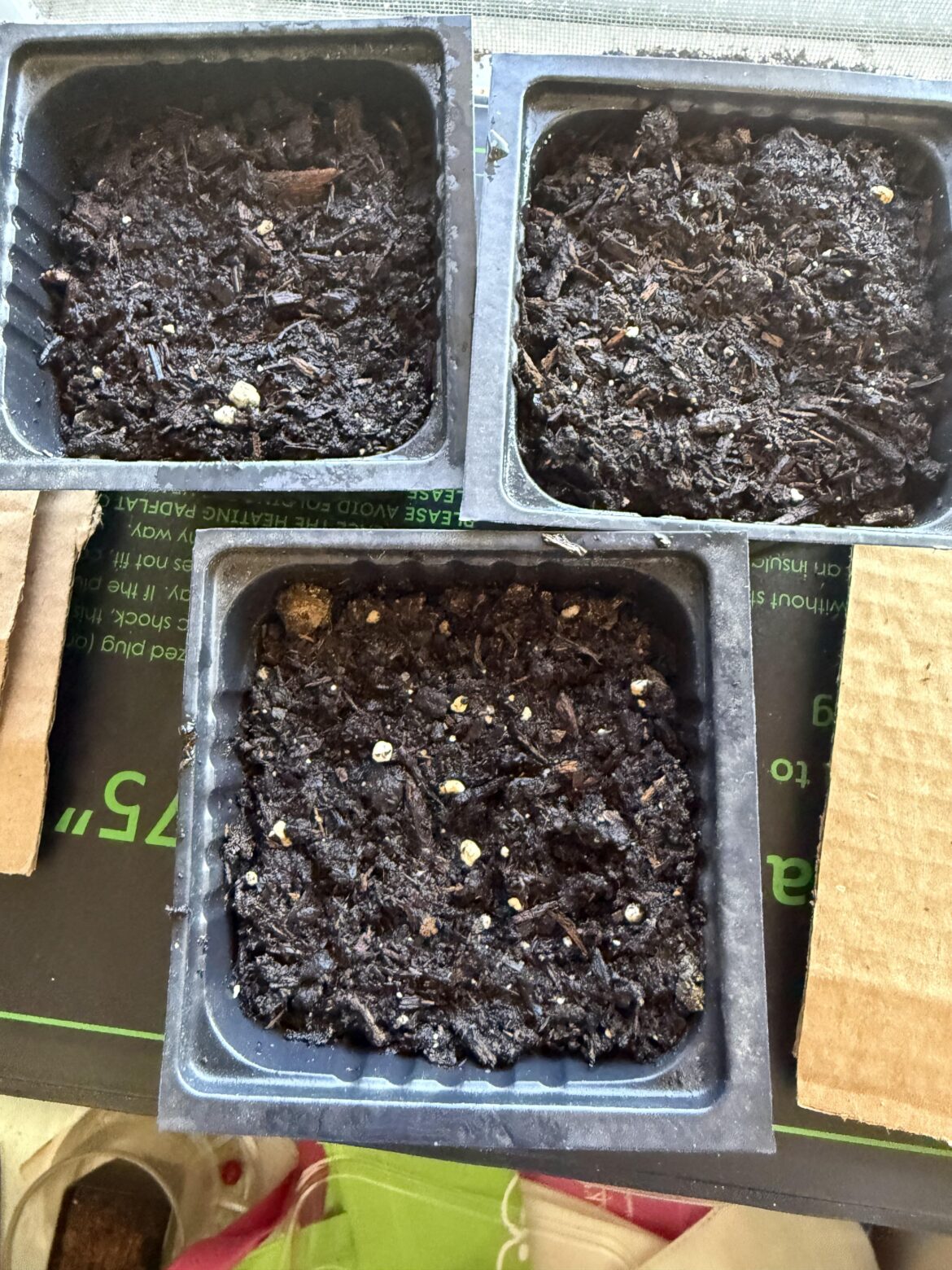 Why aren’t my er jing tiao peppers sprouting