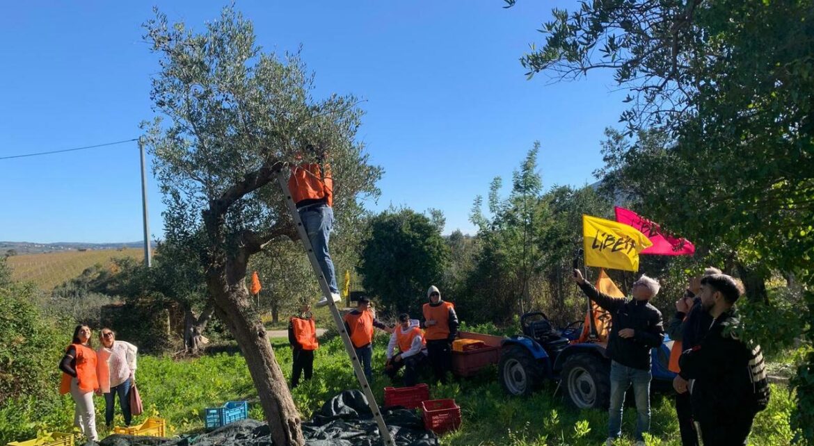 A Taste of Justice: Students Harvest Olive Oil A Taste of Justice: Students Harvest Olive Oil