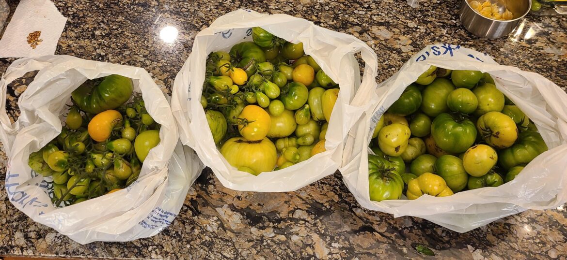 With all the food insecurity lately, I'm taking 28lbs of tomatoes to my small town food bank.