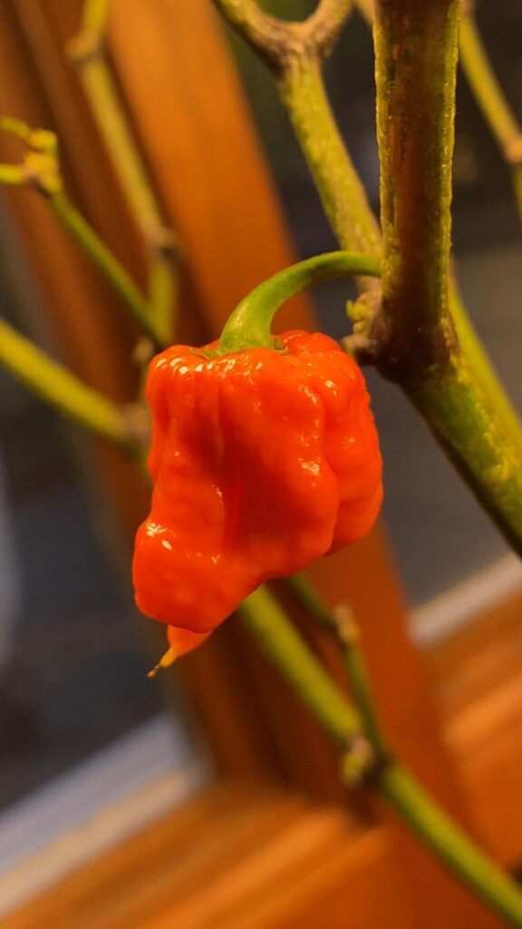 Very sweet orange Reaper