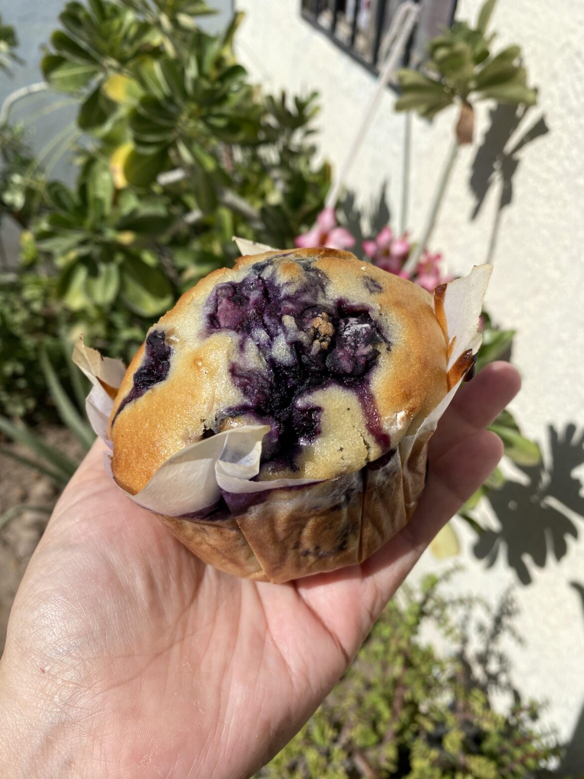 a blueberry muffin too perfect for me 🫐