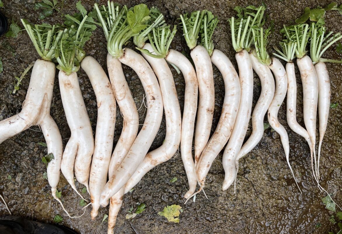 When Radishes Forget to Stop Growing