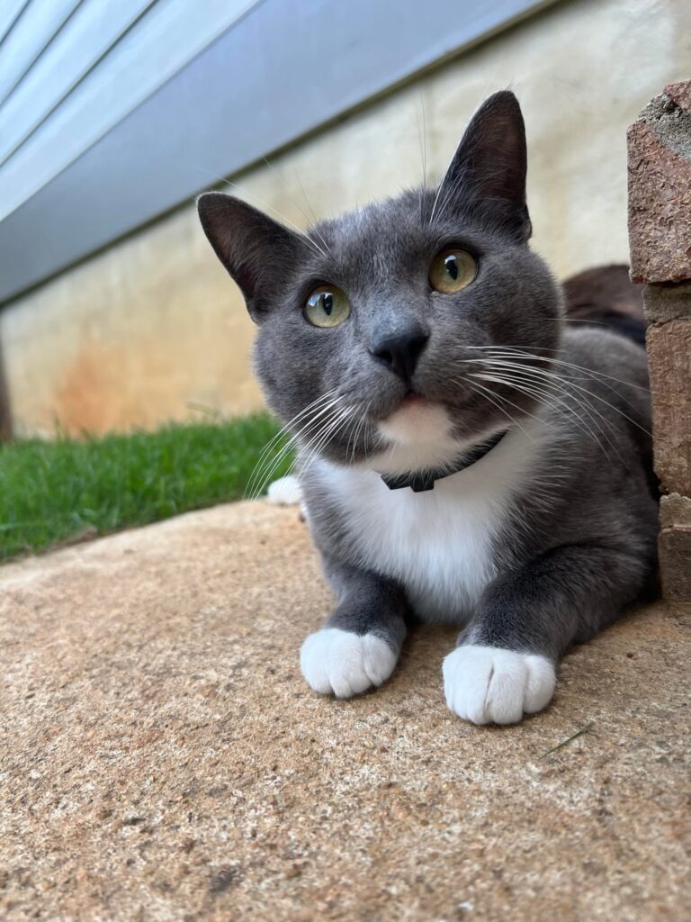 Posting Chives every day until Reddit says he’s perfect. Day 1