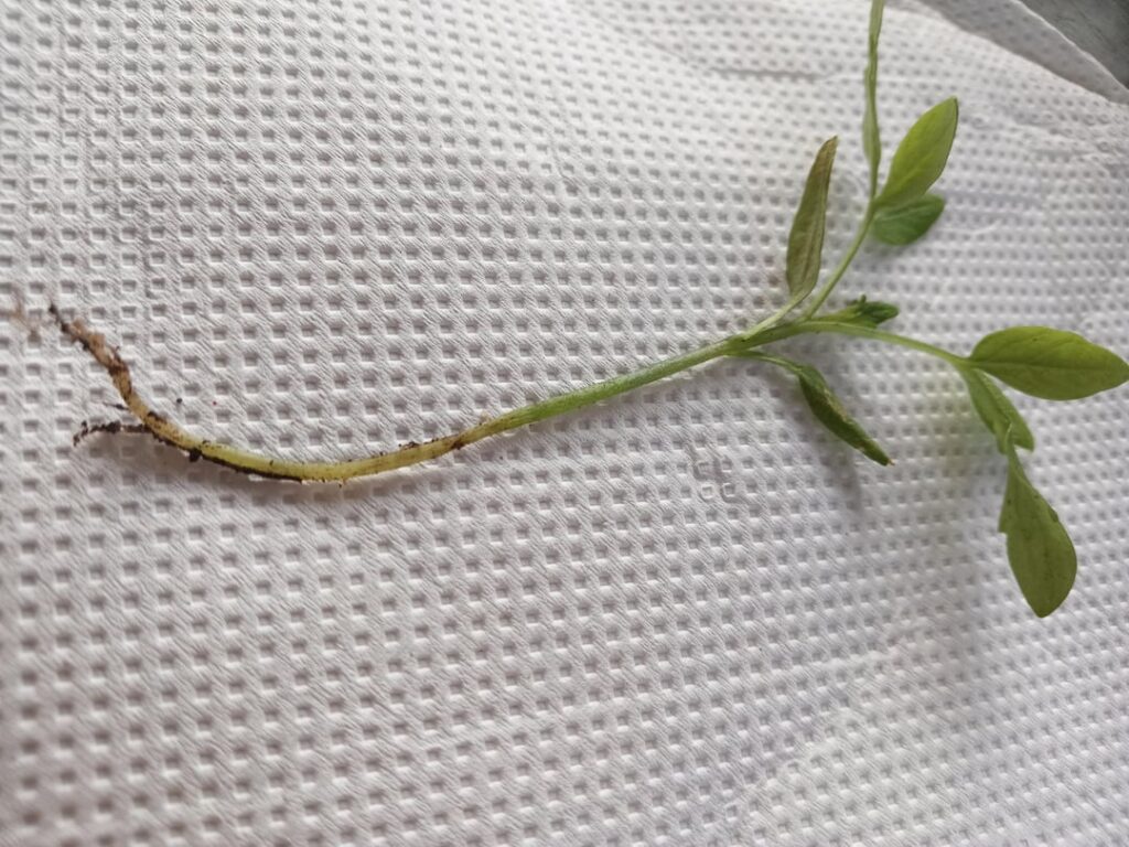 My tomato is like this, the root and stem up is compromise. Need backups?