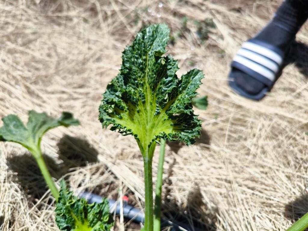 What happens to the new leaves of zucchini? Virus ?