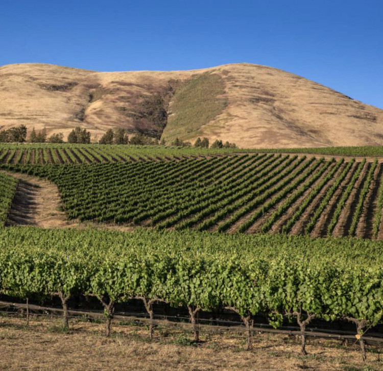 The fabled Bien Nacido Vineyard