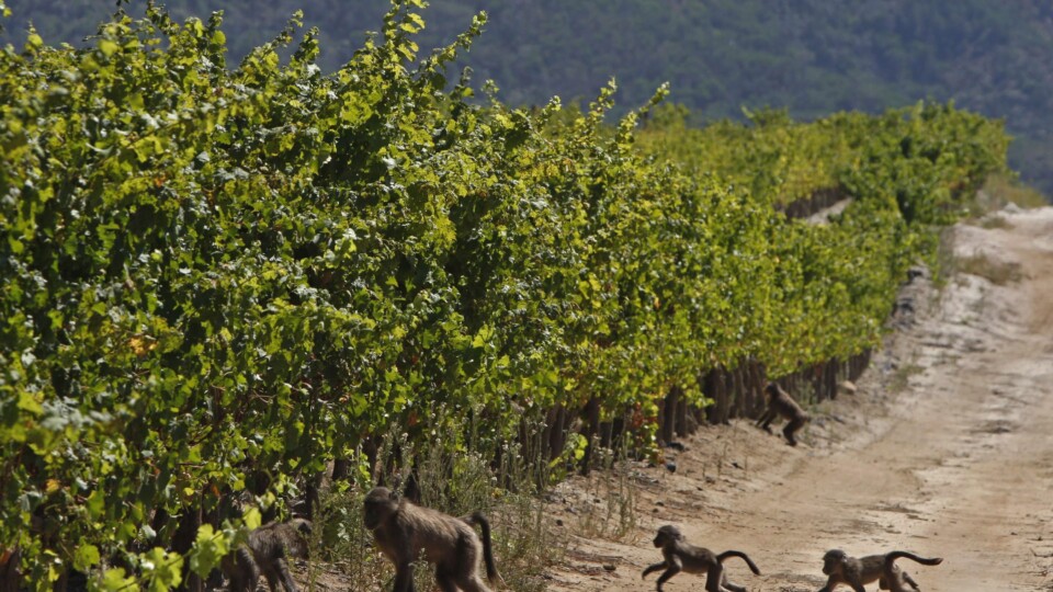 There’s more to South African wines than meets the eye There’s more to South African wines than meets the eye