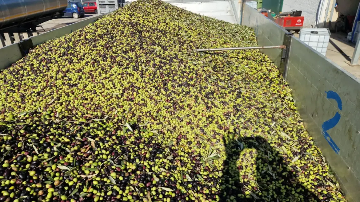 Central and Northern Italy, olives are almost sold out. Trucks are arriving from Puglia: here are the prices