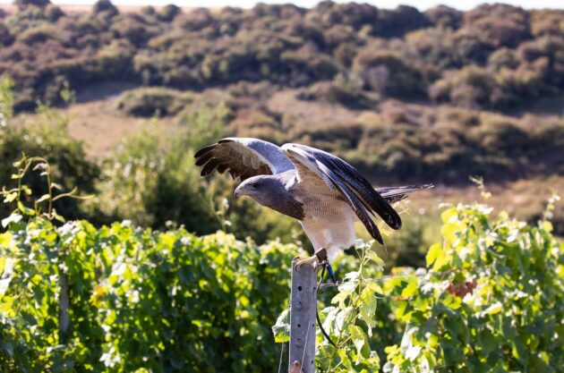 eagle, rathfinny wine estate