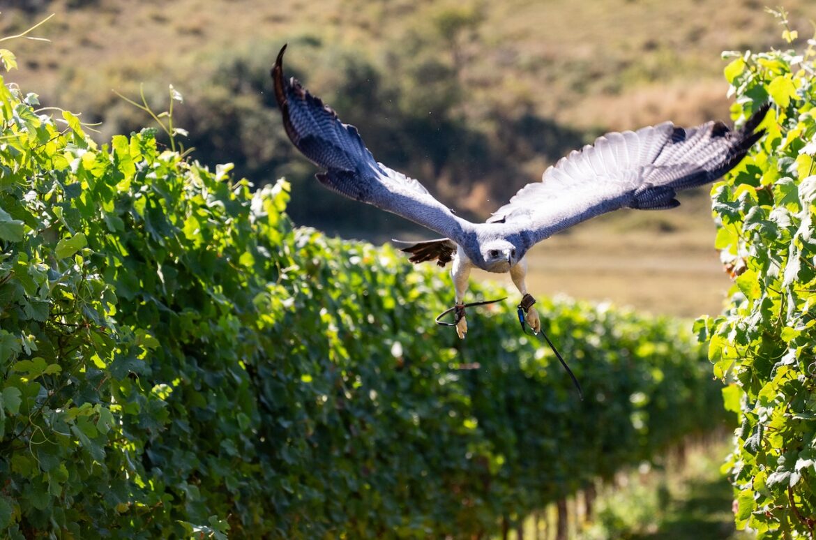 Birds of prey protect wine grapes at England’s Rathfinny Birds of prey protect wine grapes at England's Rathfinny