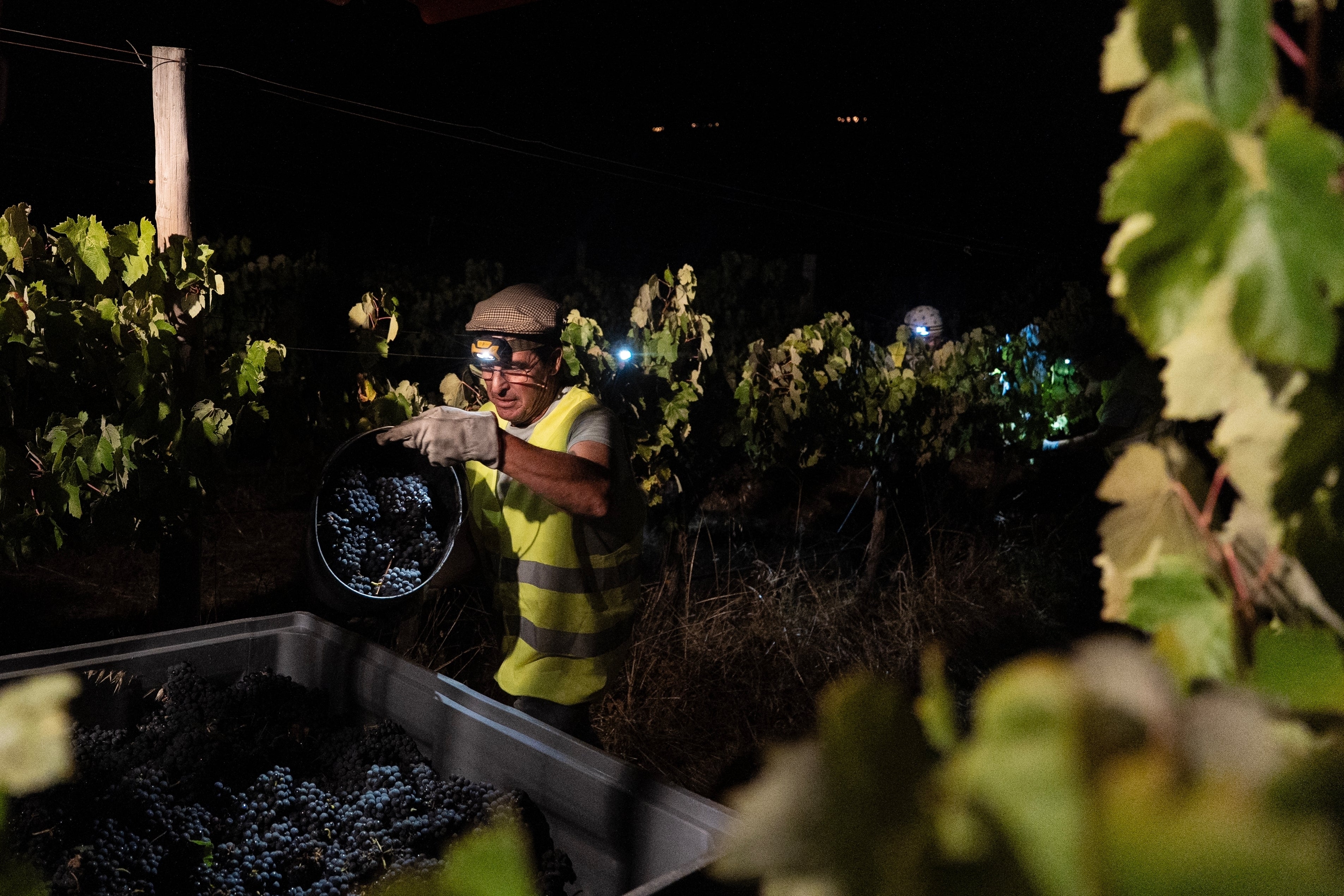 Some vineyards in Italy have been harvesting at night for years