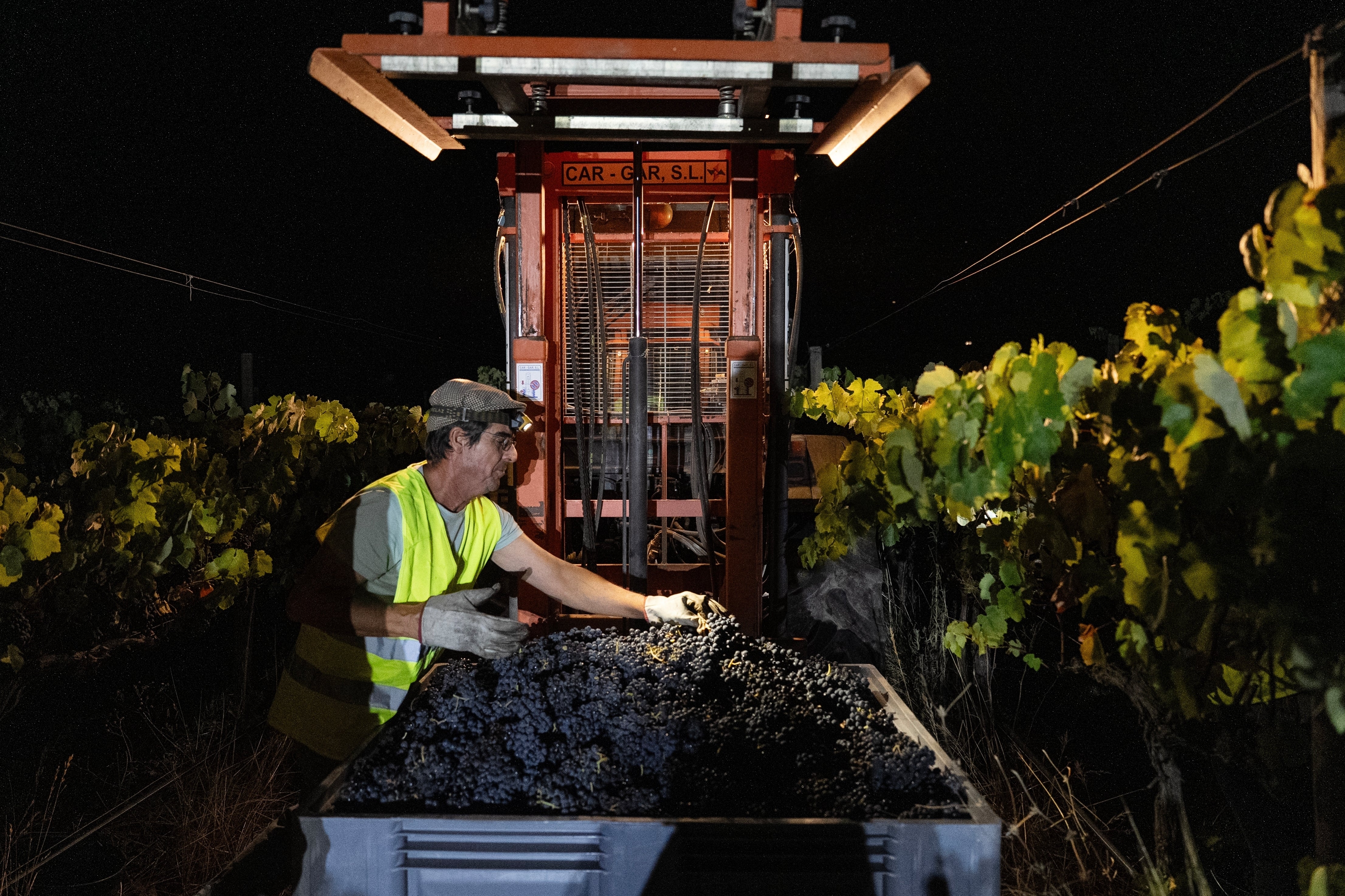 Foreman Vitor Lucas removes the leaves from a container full of wine grapes during a night harvest at the Herdade da Fonte Santa vineyard near Vimieiro, Portugal
