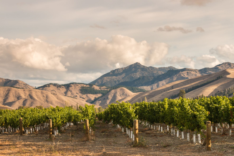 Sauvignon blanc oversupply bites Marlborough grape growers as prices slump Sauvignon blanc oversupply bites Marlborough grape growers as prices slump