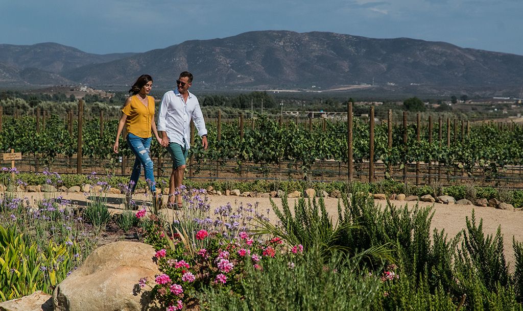 El Cielo Resort’s ‘Ho Ho Holidays’ Brings Wine, Luxury, and Festive Cheer to Baja California’s Renowned Wine Country El cielo