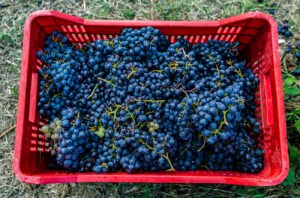 Emanuele Graetz is focused on quality and terrior at his winery, Isola delle Falcole.