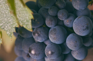 Emanuele Graetz with bottles of wine from Isola delle Falcole