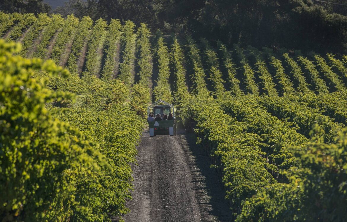 How’s Wine Country Doing? Grape Growers Report a Difficult Harvest Season How’s Wine Country Doing? Grape Growers Report a Difficult Harvest Season