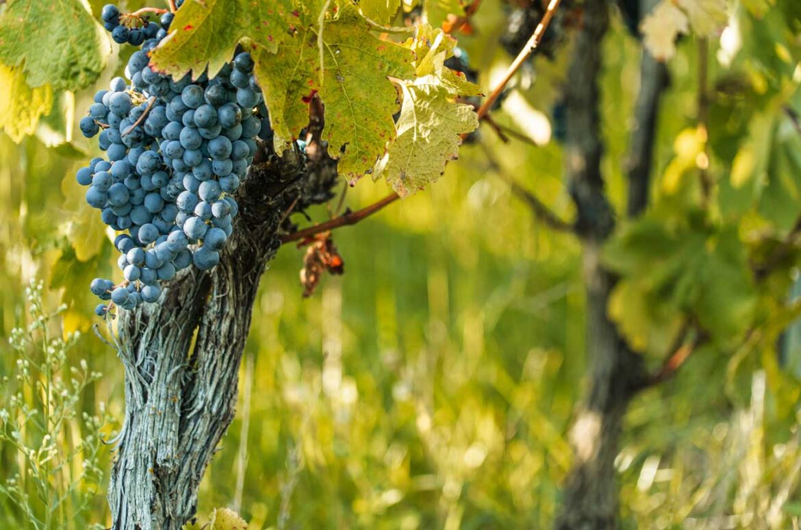 Tempranillo DayRaise a glass to Spain’s flagship grape this International Tempranillo Day