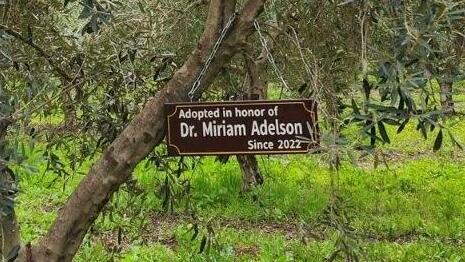 In the Jezreel Valley, olive trees tell Israel’s story of war and strength In the Jezreel Valley, olive trees tell Israel’s story of war and strength