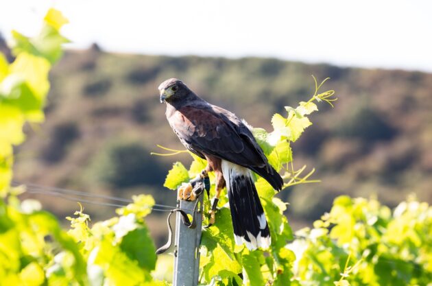 harris's hawk, rathfinny wine estate