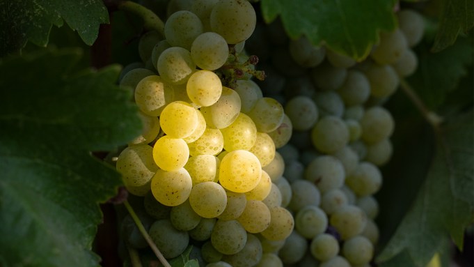 Why Napa Valley Chenin Blanc Is Ready for Stardom Why Napa Valley Chenin Blanc Is Ready for Stardom