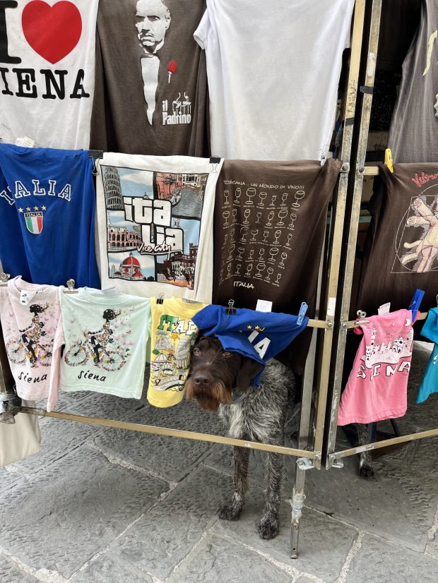 A dog peeks through colorful T-shirts