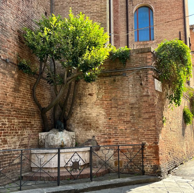 A fountain in the corner of a brick building. There's a tree growing out of the fountain
