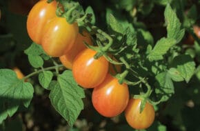Scarlet Sunrise tomatoes, created by Rutgers University in New Jersey