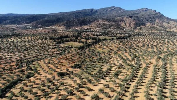 Olive oil prices plummet in Tunisia, and Italy takes advantage Olive oil prices plummet in Tunisia, and Italy takes advantage