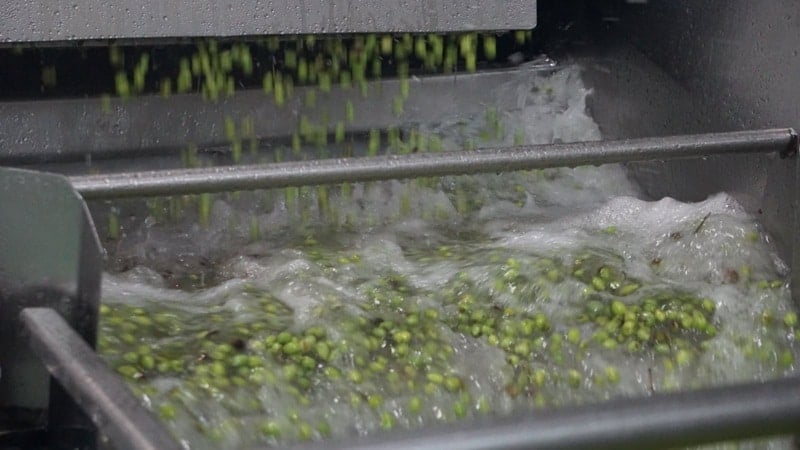 Cretan Extra Virgin Olive Oil