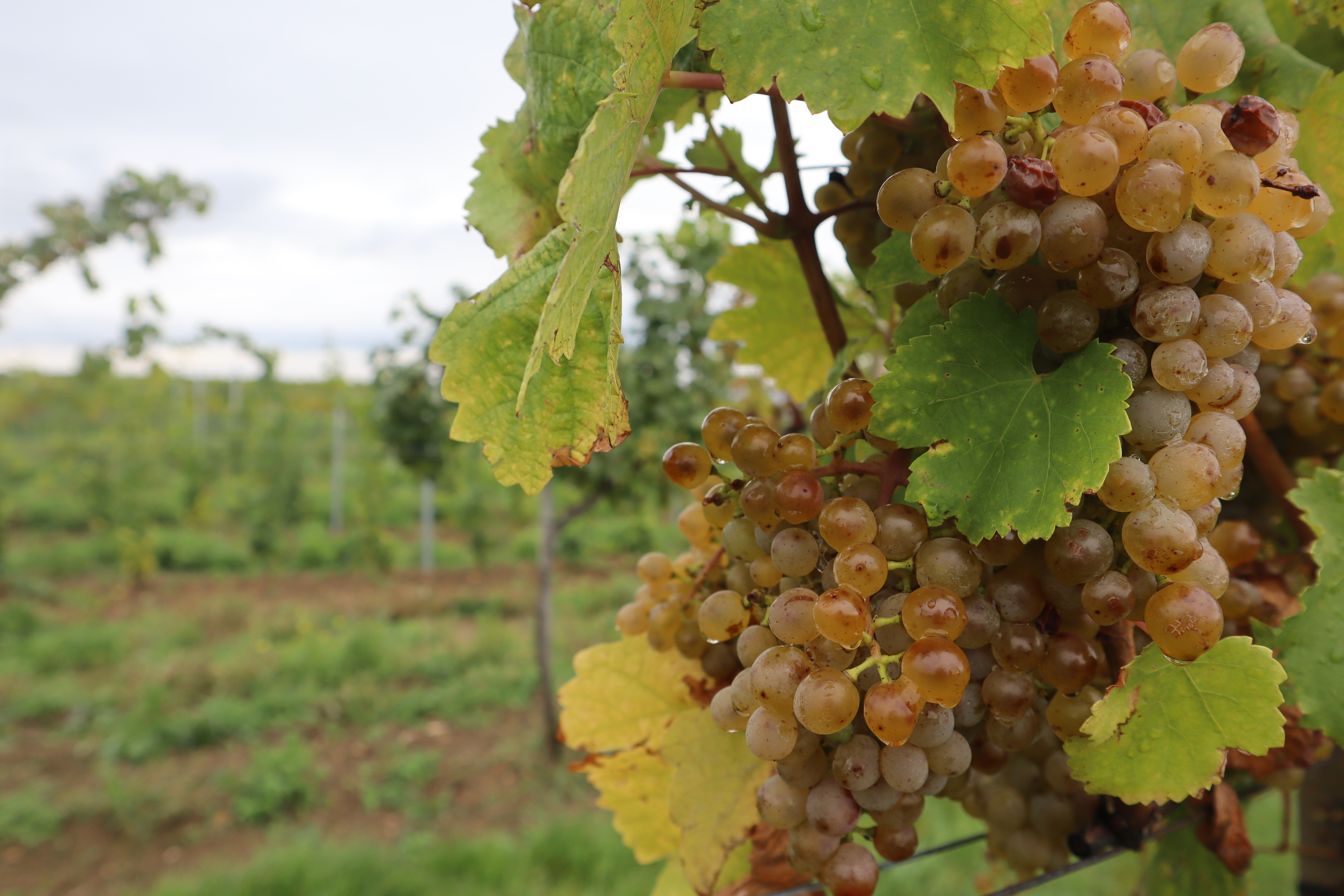 A vineyard in Vienna.