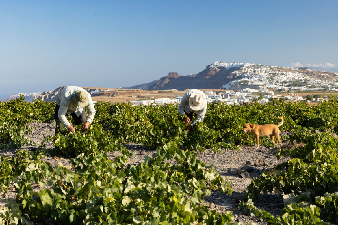 PDO, PGI and Varietal Wines from Greece – A fascinating journey of discovery PDO, PGI and Varietal Wines from Greece – A fascinating journey of discovery