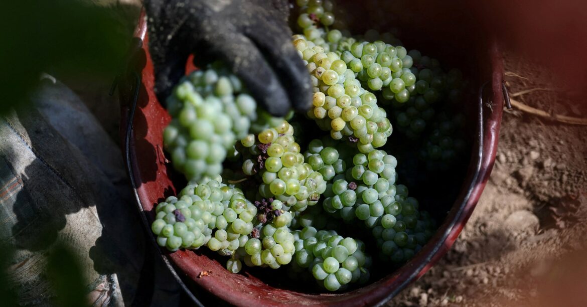 France trims wine output estimate after summer heatwave France trims wine output estimate after summer heatwave