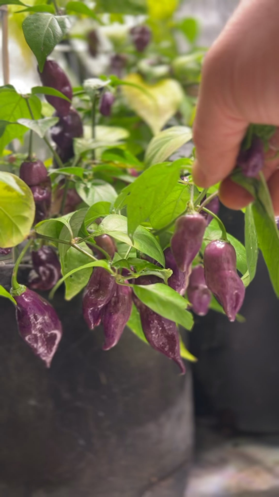 Prolific purple pepps