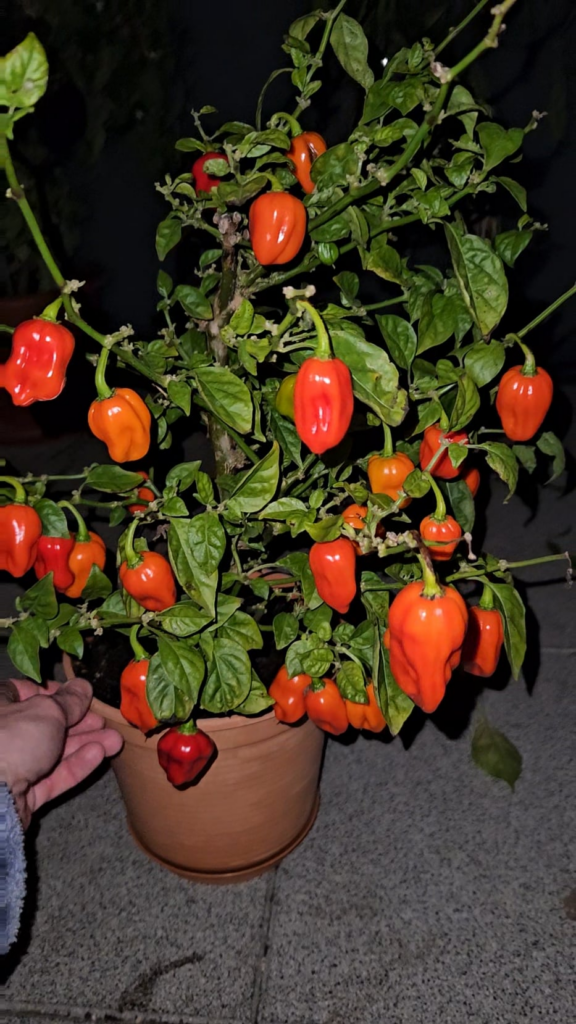 Last harvest before season 3 (hopefully🤞🏼)