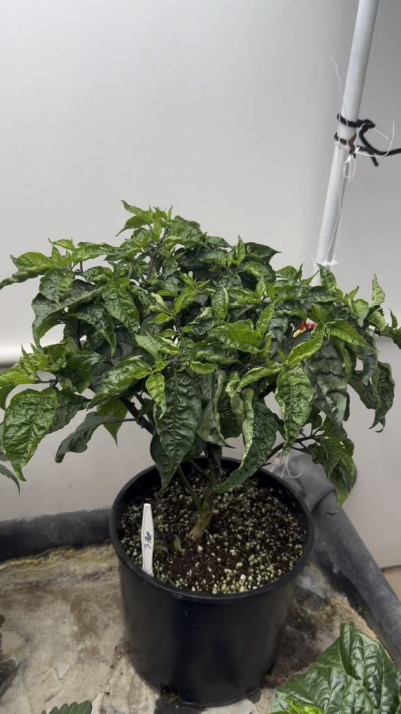 Indoor 7 pot and scotch bonnet grow