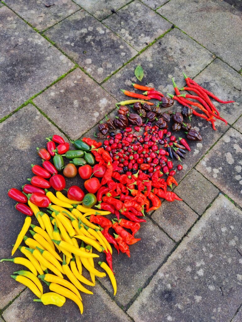My final harvest this year 🌶️🔥