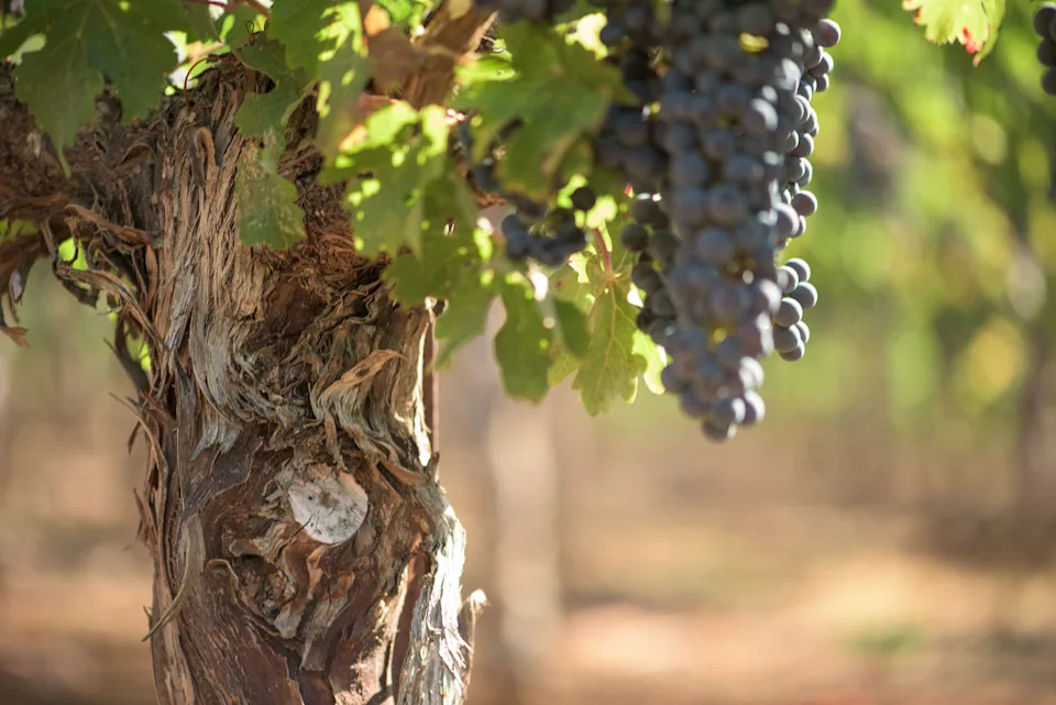 A bunch of grapes growing.