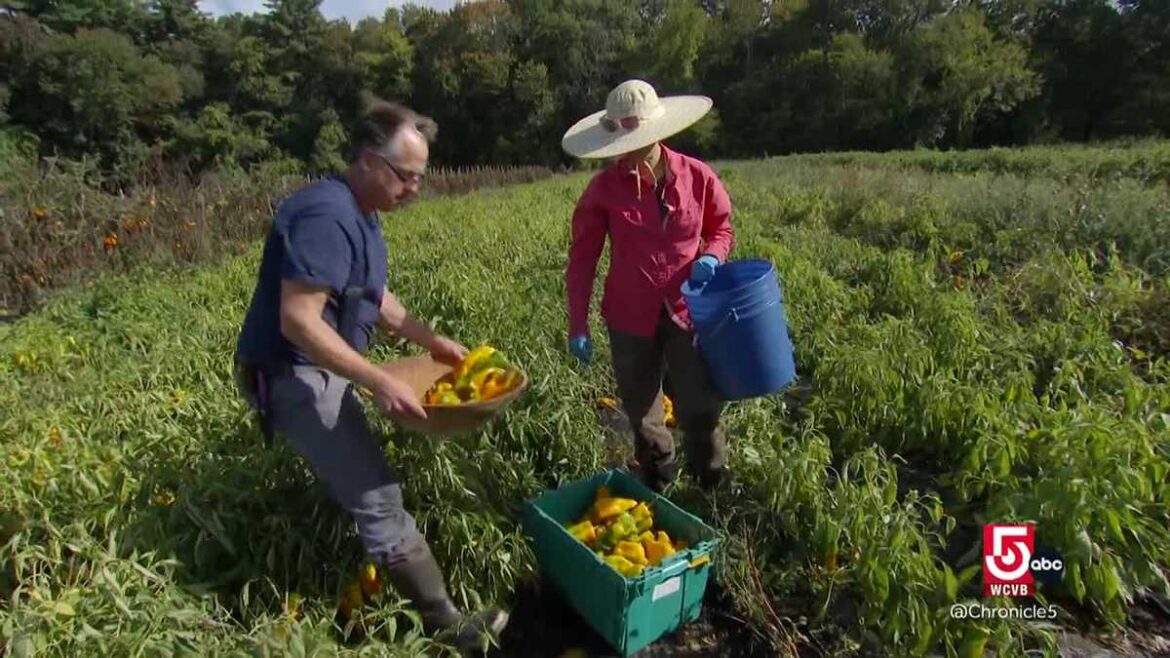 Mediterranean flavors bloom at Siena Farms Mediterranean flavors bloom at Siena Farms
