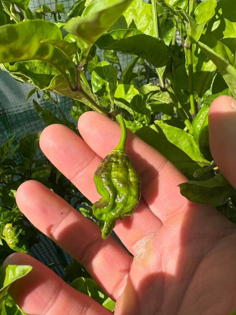 Are these peppers safe to eat?