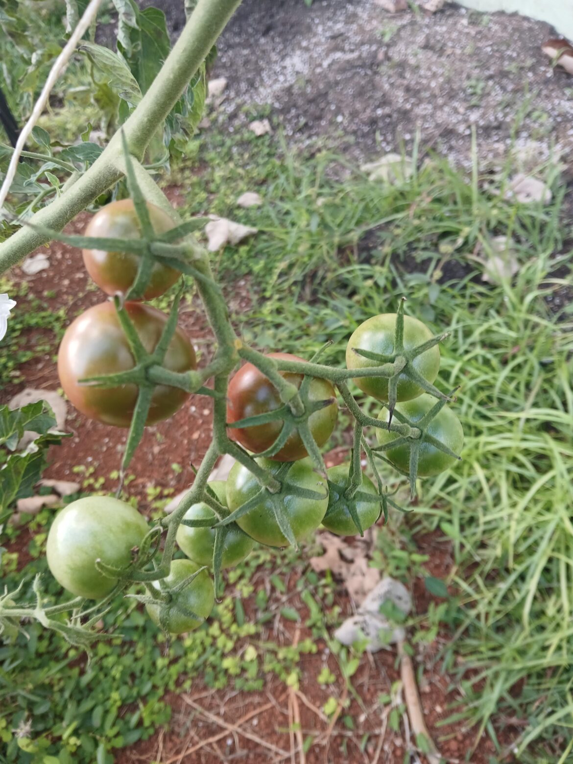 Guess Im a black cherry fan now.