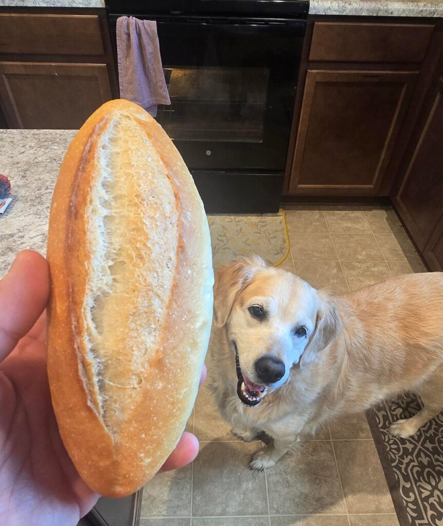 Everytime, my trusted taste tester is first in line