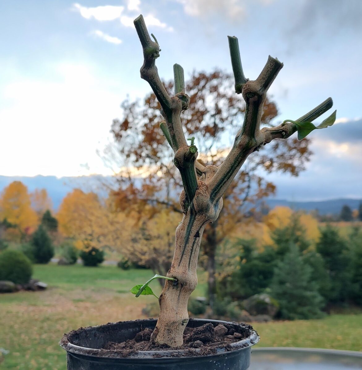 Overwinter time has come.