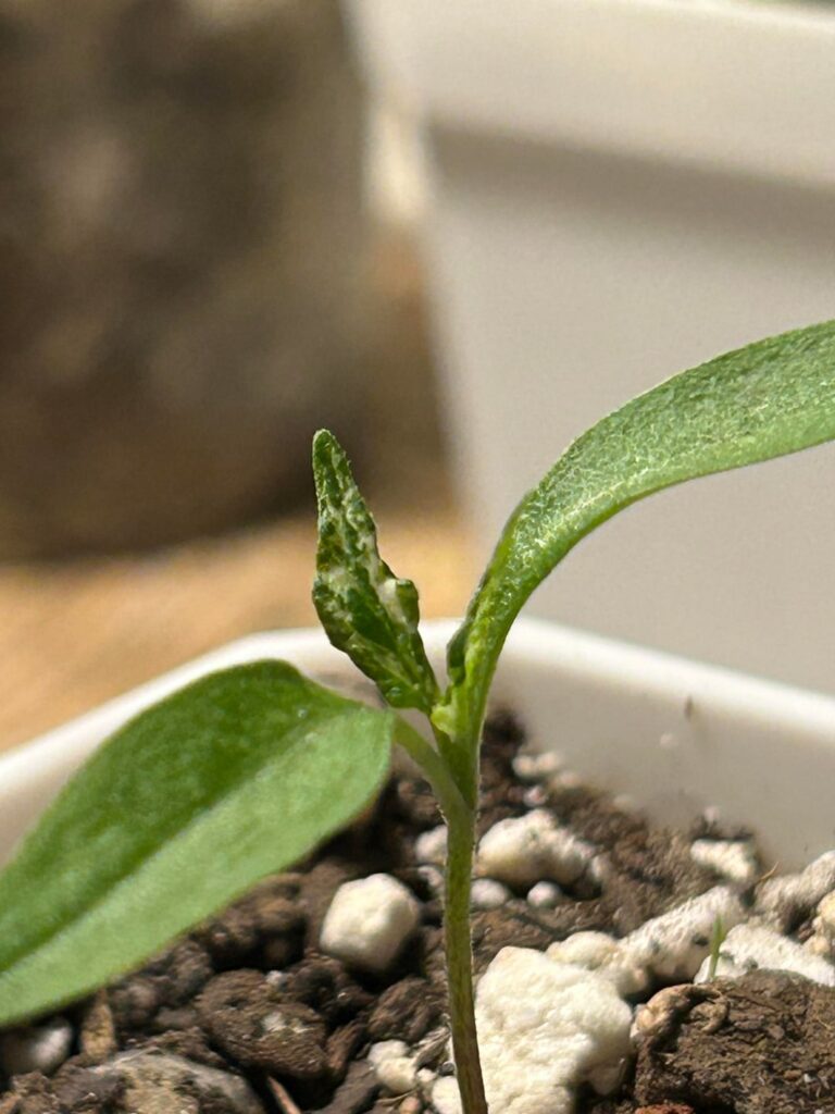 Variegated Jalapeño
