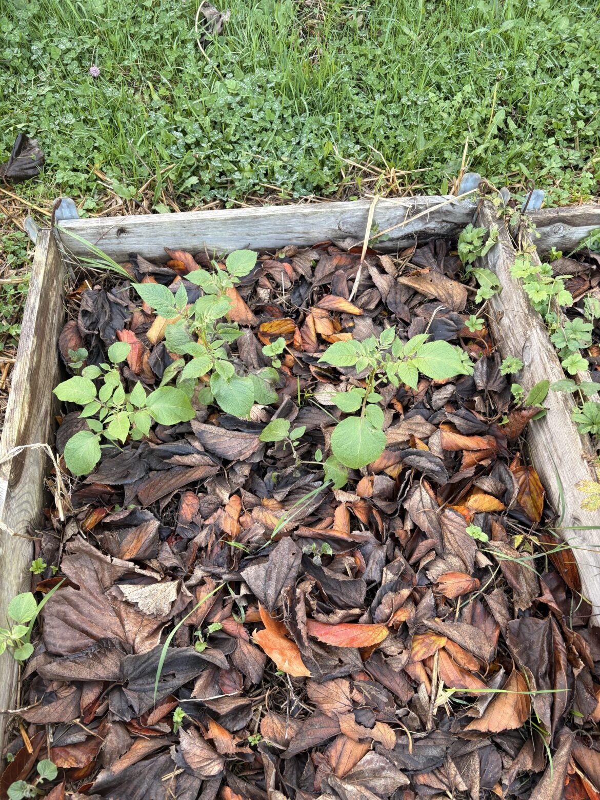 What should I do about these late potatoes?
