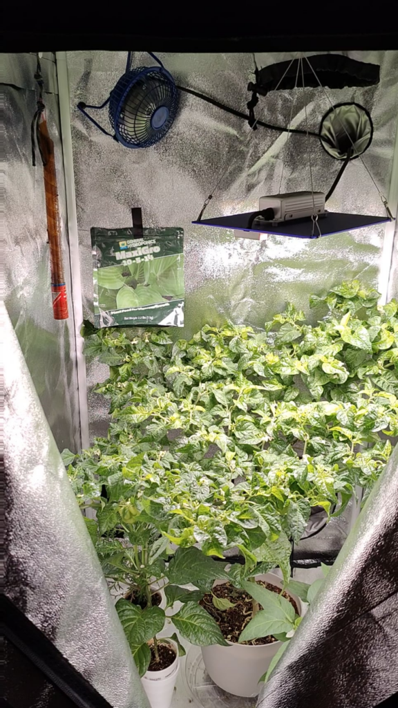 Happy Thanksgiving to all. My habaneros are almost ready