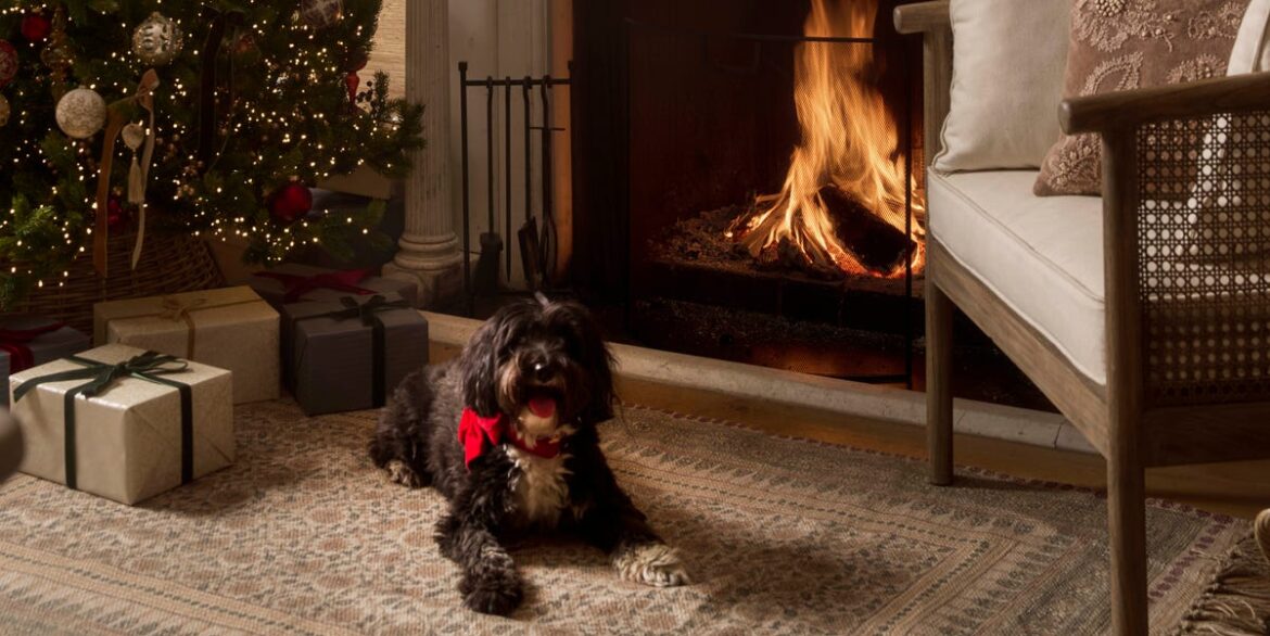 Best Christmas Gifts For Dogs Best Christmas Gifts For Dogs