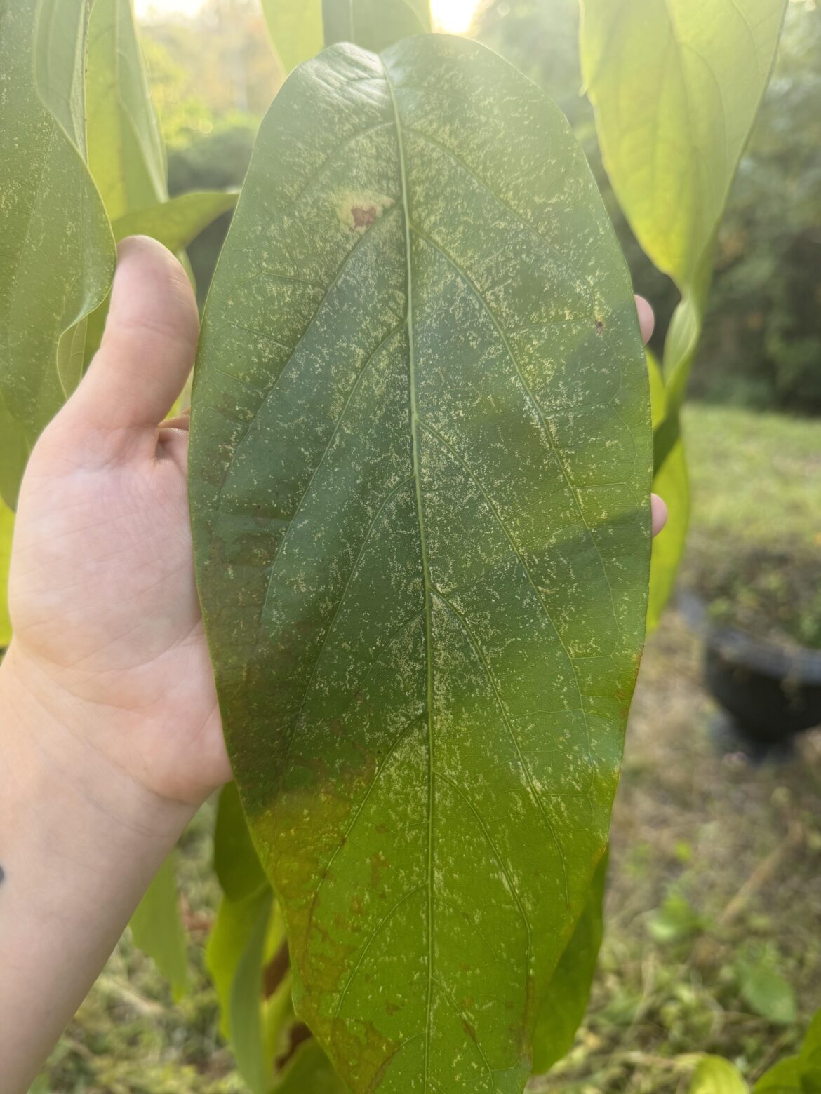 What’s wrong with my one year old avocado tree? All the leaves look splotchy like that.