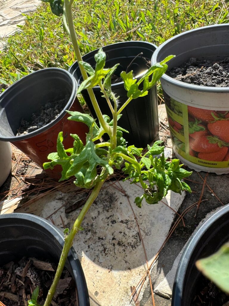 What’s happening to these tomato’s?