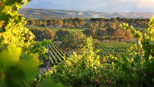 McLaren Vale in South Australia is a wine region beautiful vineyards. McLaren Vale in South Australia is a wine region with beautiful vineyards.
iStock image downloaded under the Good Food team account (contact syndication for reuse permissions).